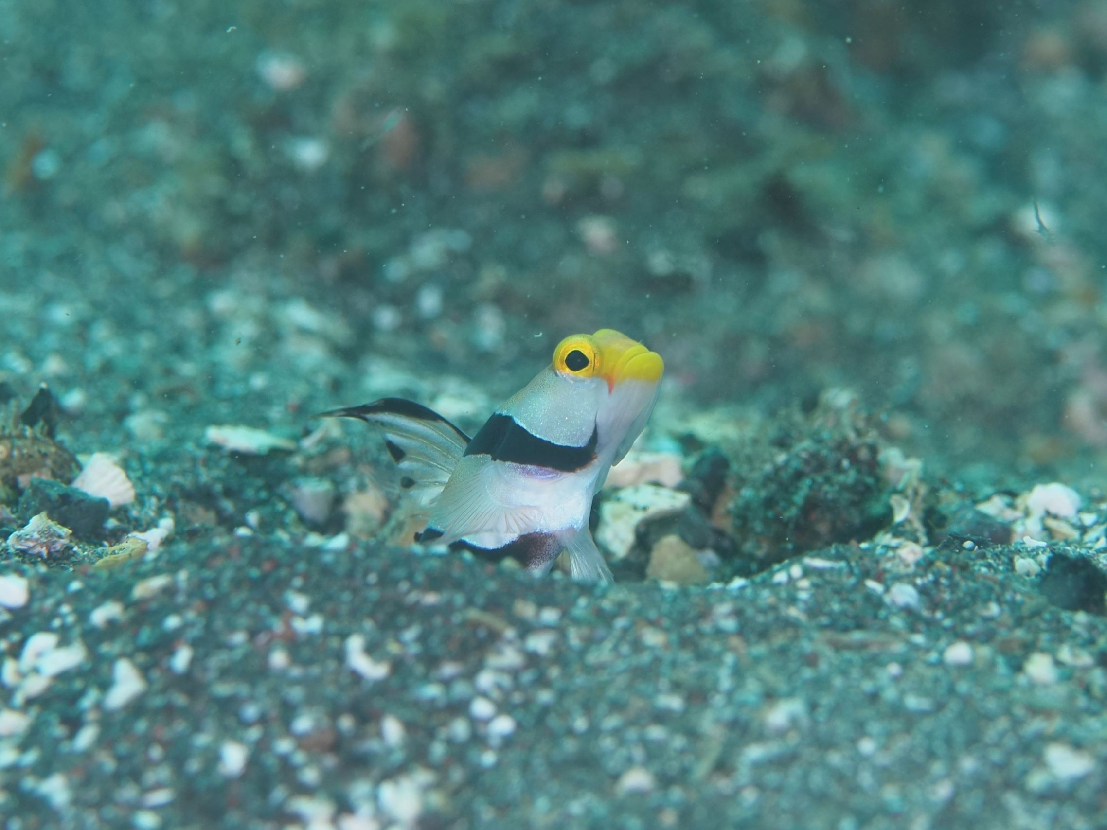 ネジリンボウ