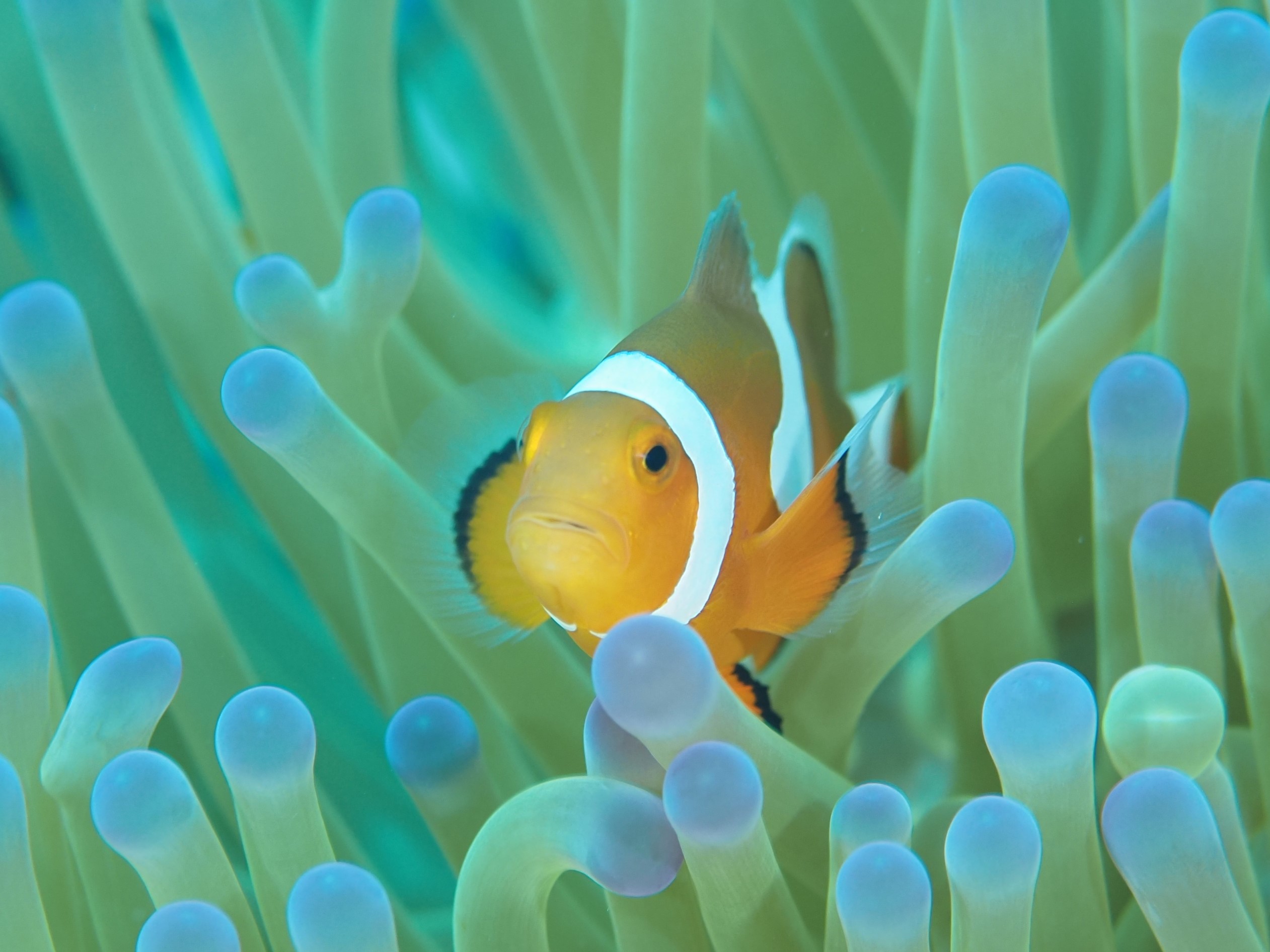 カクレクマノミ