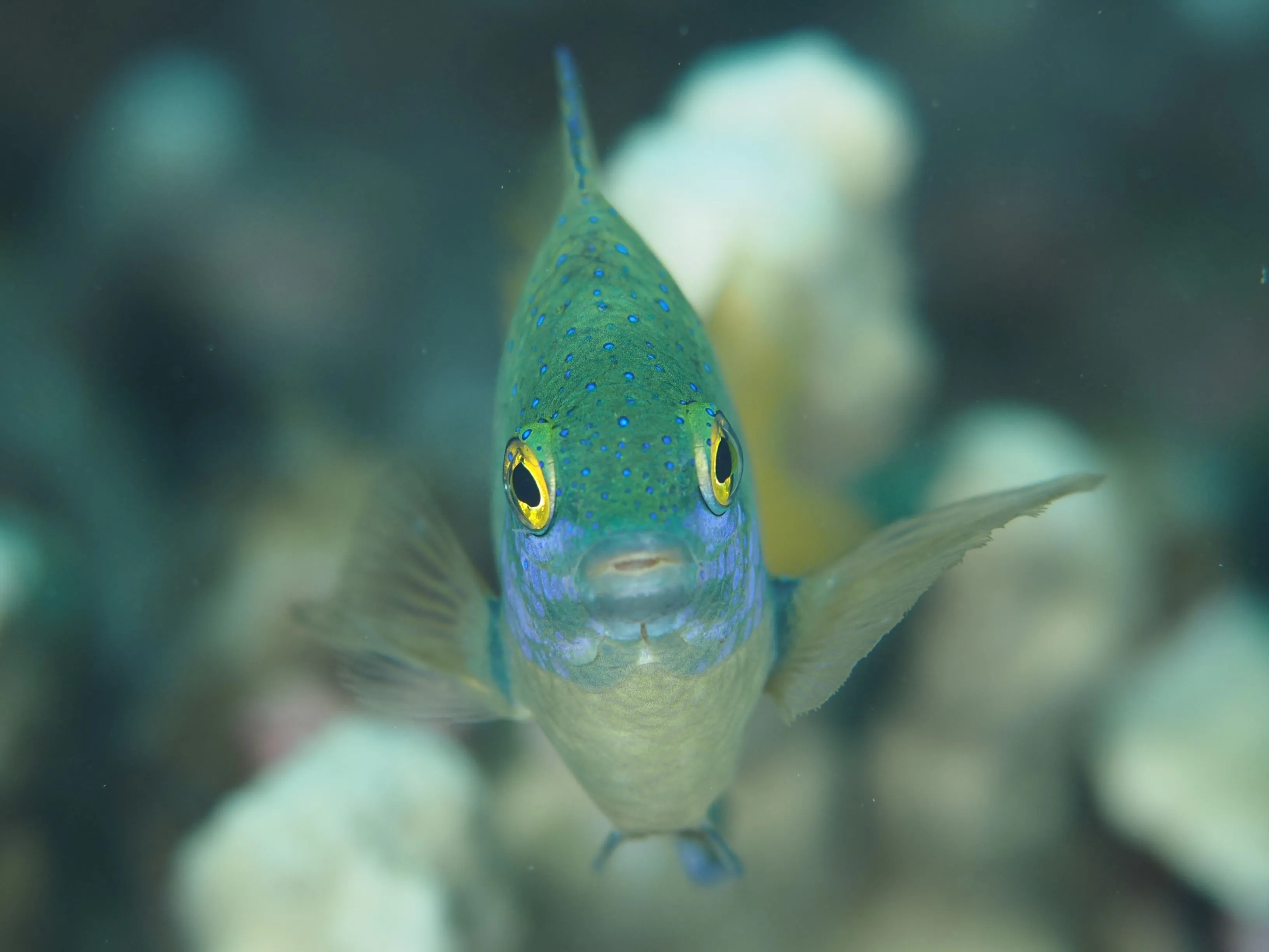 ルリホシスズメダイ
