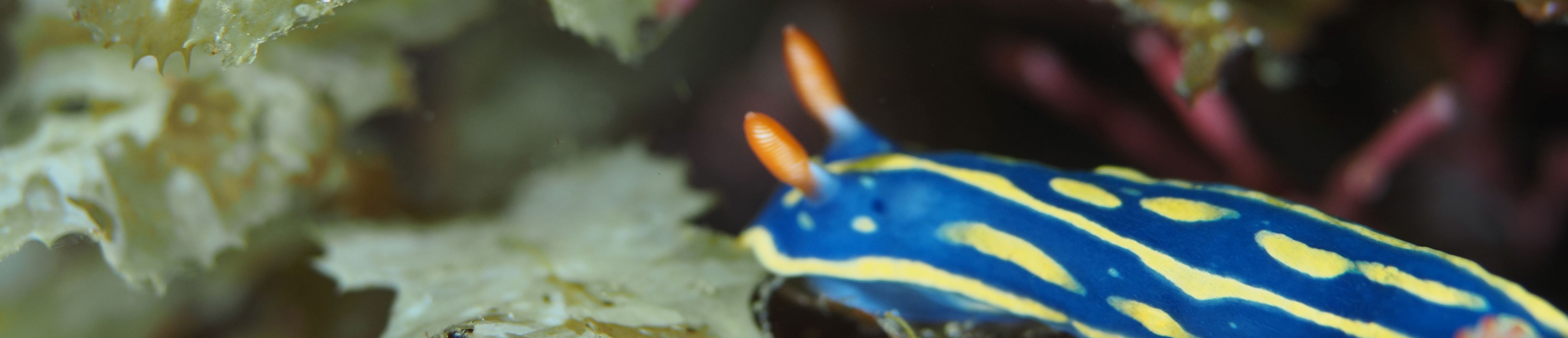 アオウミウシ